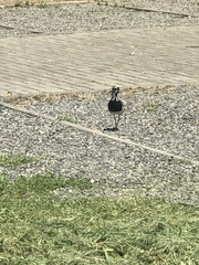 Vanellus chilensis chilensis