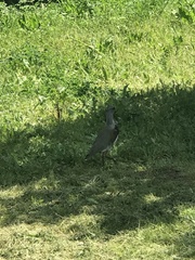 Vanellus chilensis chilensis
