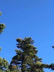 Abies cephalonica