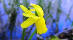 Narcissus cyclamineus