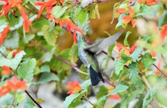 Lampornis clemenciae