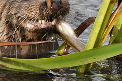 Gymnocephalus cernua