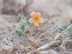 Jamesbrittenia aurantiaca
