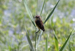 Saxicola stejnegeri