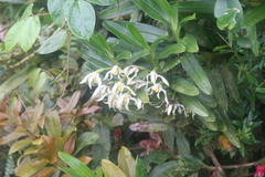 Maxillaria