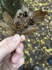 Pediaspis aceris