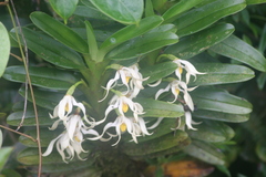 Maxillaria