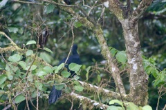 Chamaepetes unicolor
