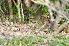 Phylloscopus fuscatus