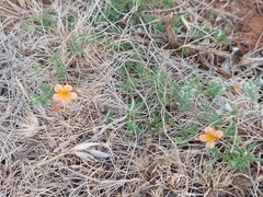 Jamesbrittenia aurantiaca