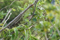 Phylloscopus fuscatus