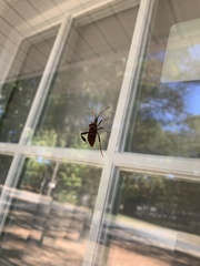 Leptoglossus corculus