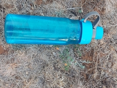 Jamesbrittenia aurantiaca