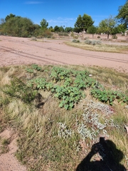 Proboscidea parviflora