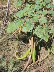 Proboscidea parviflora