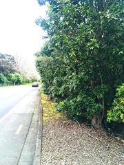 Alectryon excelsus excelsus