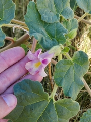 Proboscidea parviflora