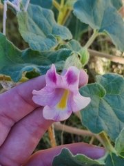 Proboscidea parviflora