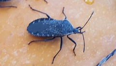 Anasa
