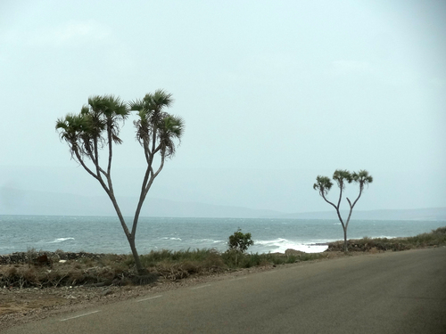doum palm