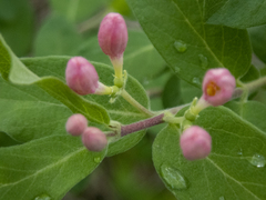 Lonicera