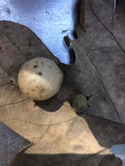 Atrusca quercuscentricola