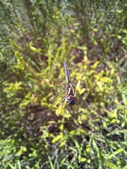 Trithemis furva