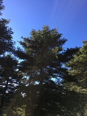 Abies cephalonica
