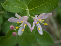 Lonicera