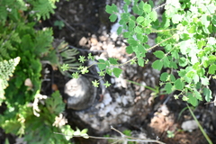 Thalictrum strigillosum