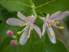 Lonicera