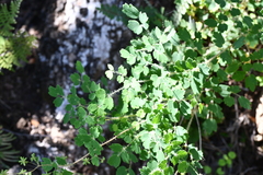 Thalictrum strigillosum