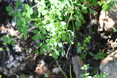 Thalictrum strigillosum