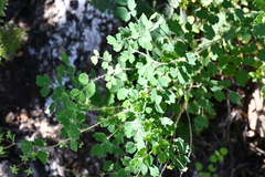Thalictrum strigillosum
