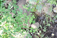 Thalictrum strigillosum