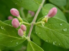 Lonicera