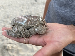 Blepharipoda occidentalis