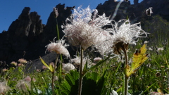 Geum montanum
