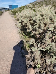 Cylindropuntia fulgida