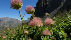 Geum montanum