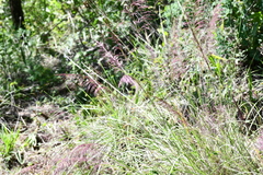Eragrostis curvula