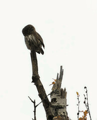 Glaucidium passerinum