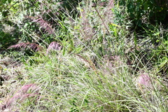 Eragrostis curvula