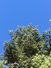 Abies cephalonica