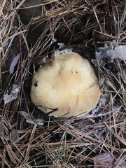 Cortinarius caperatus