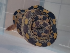 Pituophis deppei