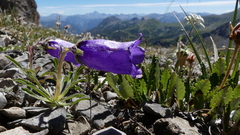 Campanula alpestris
