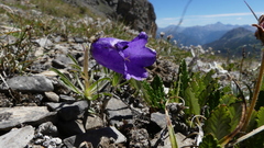 Campanula alpestris