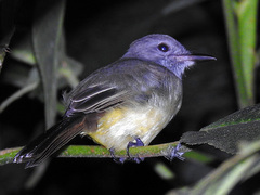 Myiarchus panamensis
