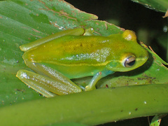 Boana rufitela